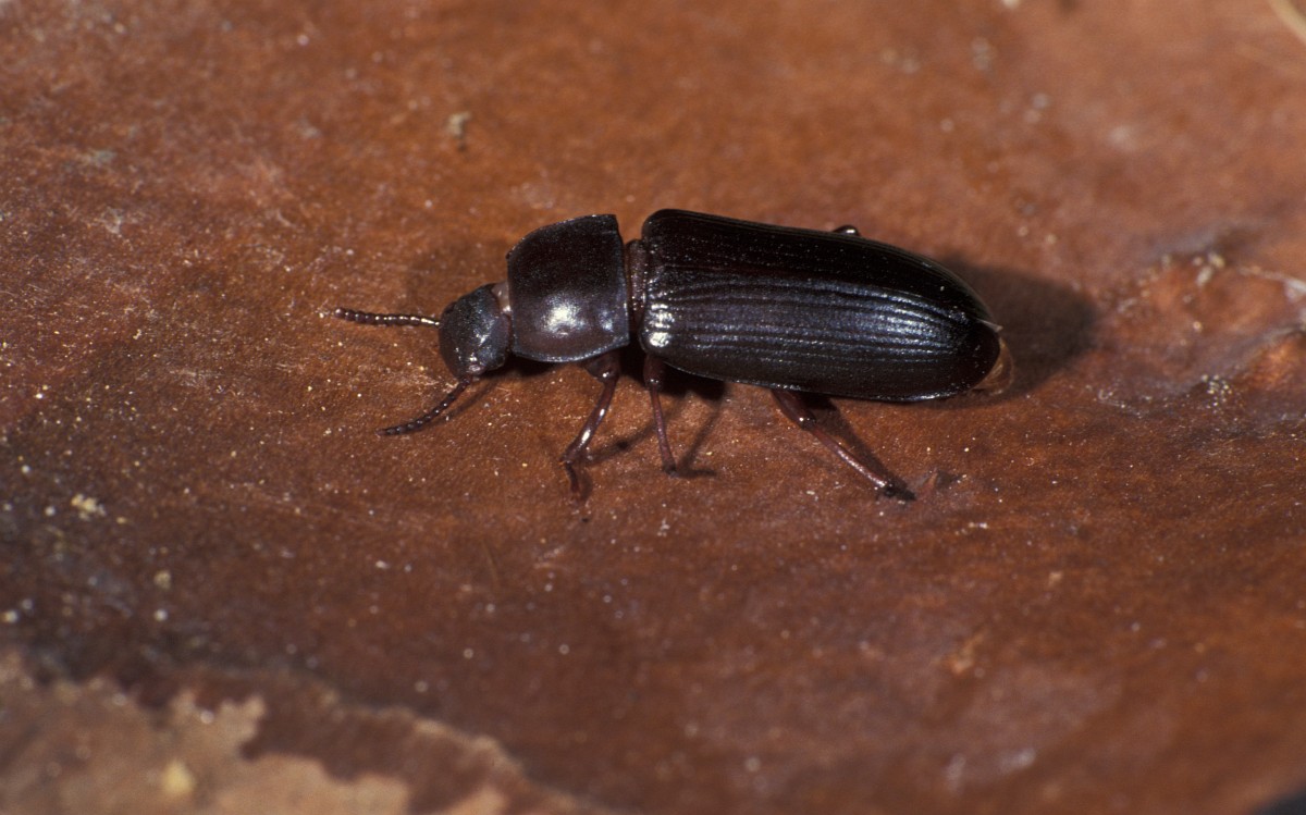 Tenebrio molitor, Yellow Mealworm